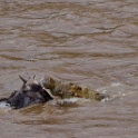 Grande migration - Great migration